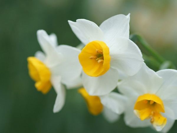 Нарцисс гибридный Canaliculatus