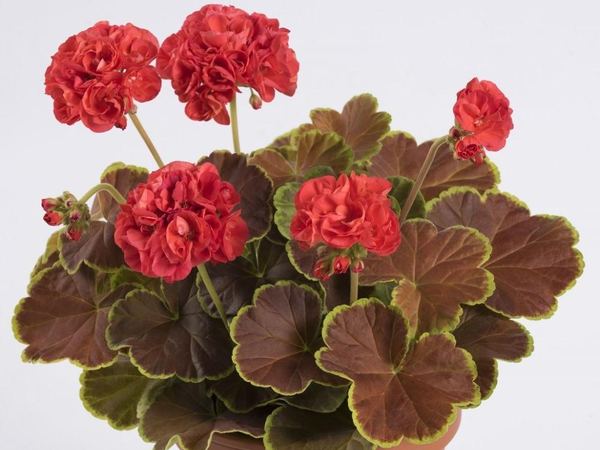 Пеларгония зональная Pelgardini Caramel Red