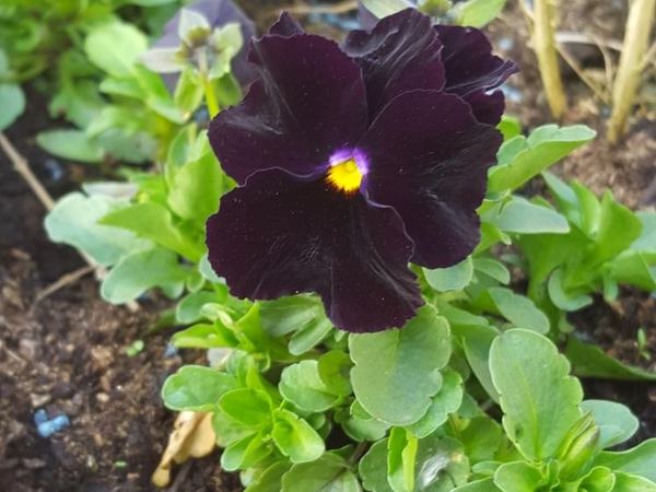 Виола виттрока Black Moon