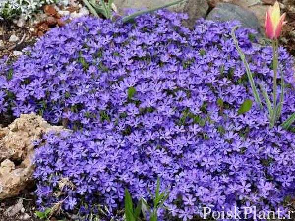 Флокс шиловидный Violet Pinwheels
