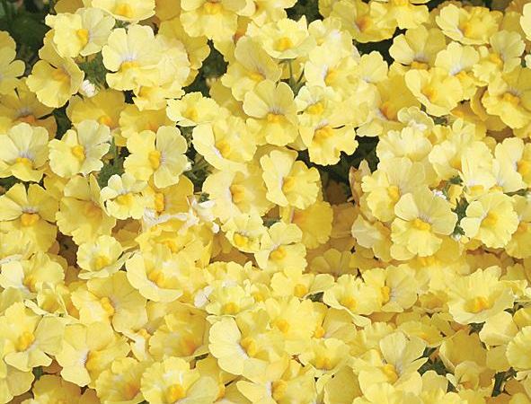 Немезия гибридная Sunsatia Lemon