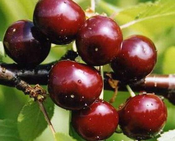Слива обыкновенная Шалунья