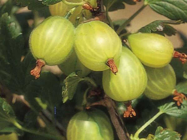 Смородина обыкновенный Hinnonmaki Green