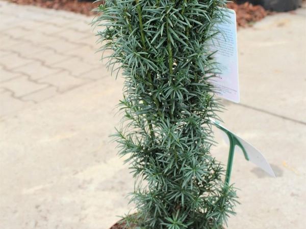 Тис ягодный Fastigiata Sibirica
