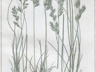 Овсяница аметистовая