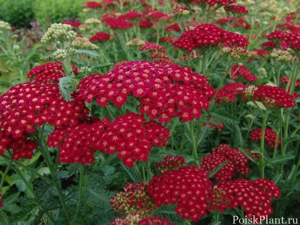 Тысячелистник обыкновенный Red Velvet