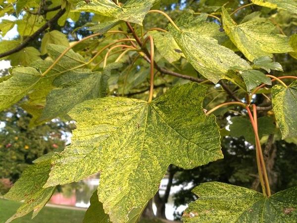 Клен ложноплатановый Leopoldii