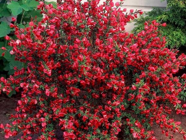 Ракитник венечный Boskoop Ruby