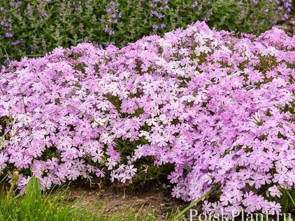 Флокс шиловидный Pink Sparkles