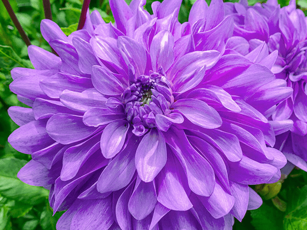 Георгина изменчивая Bluetiful