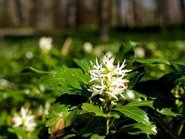Пахизандра верхушечная Green Sheen