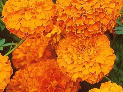 Бархатцы прямостоячие Купидон