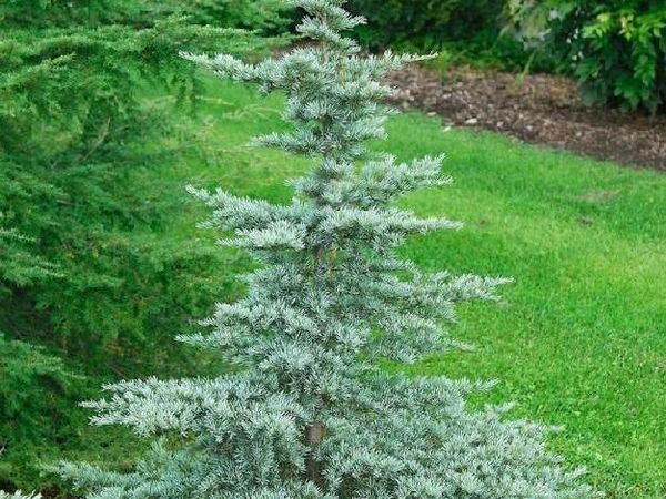 Тсуга горная Glauca