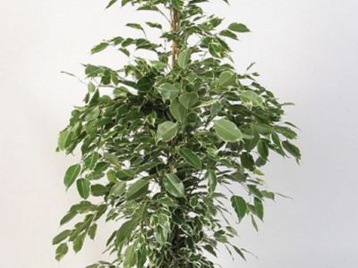 Фикус бенджамина Старлигхт