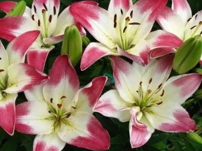 Лилия азиатская Лоллипоп
