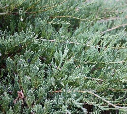 Можжевельник горизонтальный Glauca Group