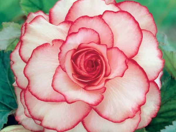Бегония клубневая Picotee White Red