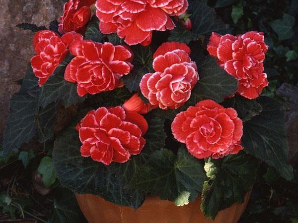 Бегония клубневая Picotee Lace Red