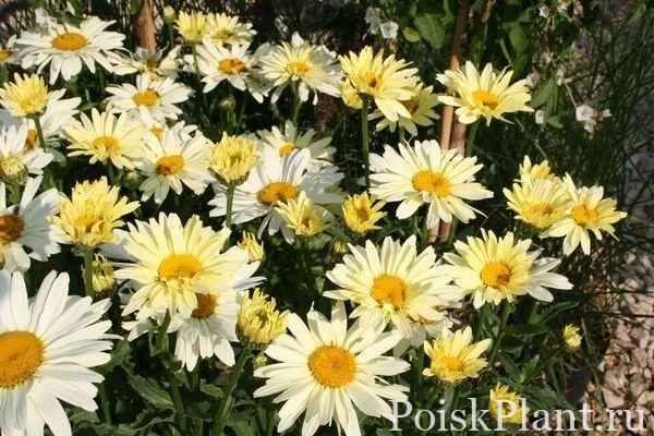 Нивяник великолепный Broadway Lights