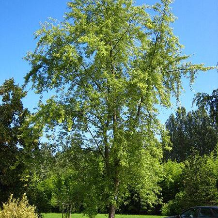 Клен серебристый Laciniatum Wieri