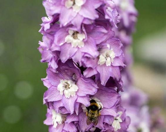 Дельфиниум гибридный Magic Fountain Lavandula