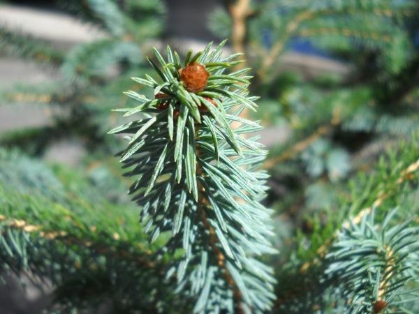 Ель колючая Monstruosa