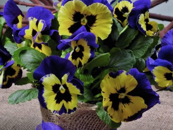 Виола виттрока Inspire Yellow With Purple Wing