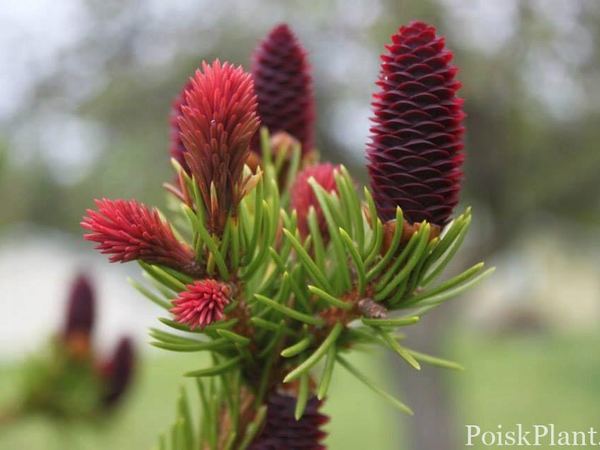 Ель обыкновенная Rubra Spicata