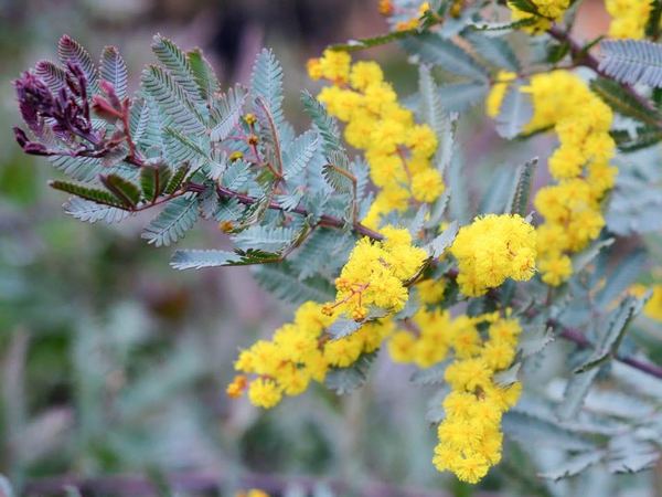 Акация Бейли Purpurea