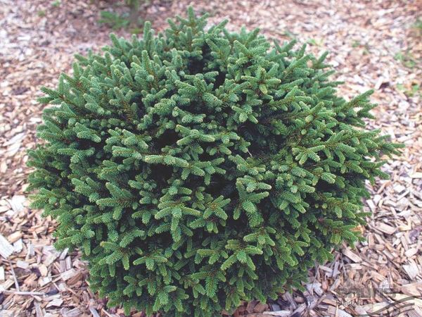 Ель обыкновенная Pumila Glauca