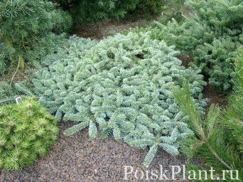 Пихта корейская Bonsai Blue