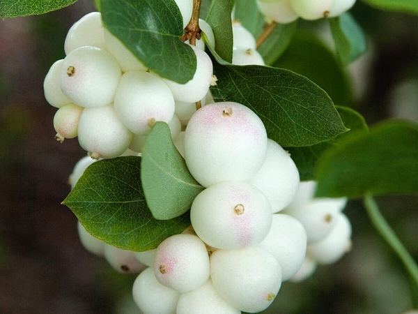 Снежноягодник Доренбоза White Hedge