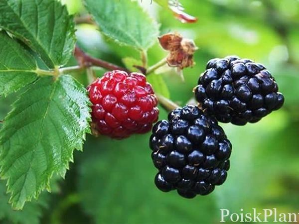 Малина кустистая Arapaho