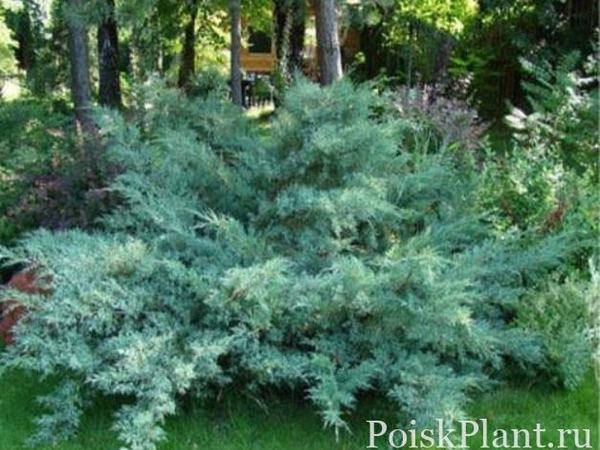 Можжевельник средний Glauca