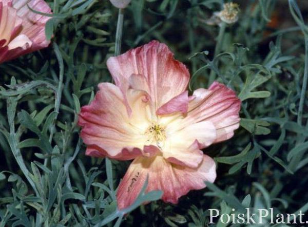 Эшшольция калифорнийская Rose Chiffon