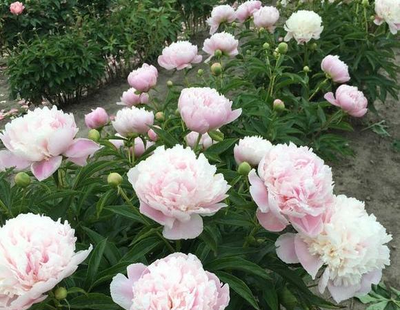 Пион травянистый Pink Pearl