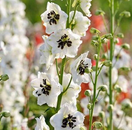 Дельфиниум гибридный Magic Fountain White