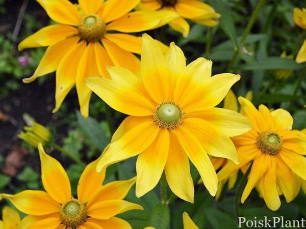 Рудбекия волосистая Sunbeckia Maya
