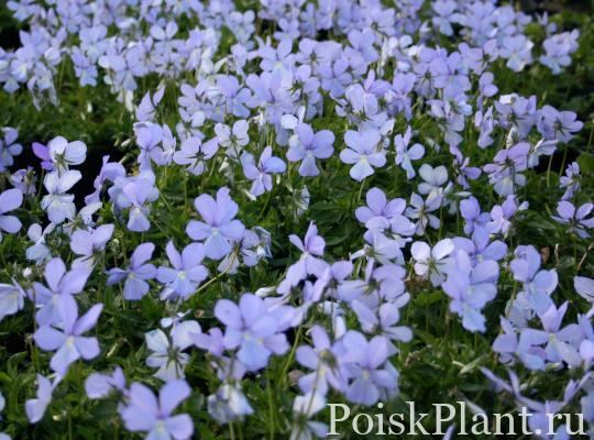 Виола рогатая Boughton Blue