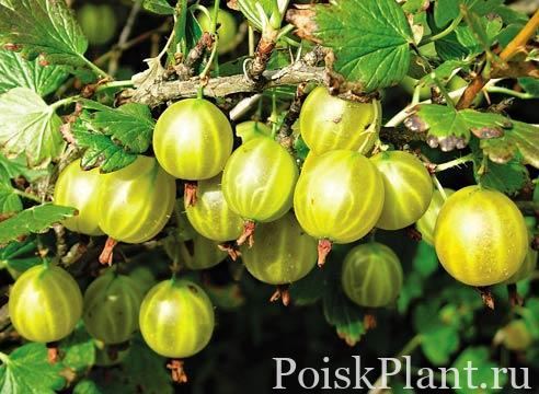 Смородина обыкновенный Hinnonmaki gelb