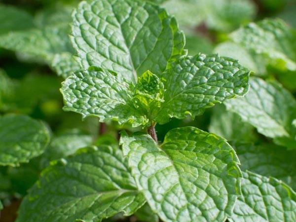 Мята колосковая Spanish Spearmint