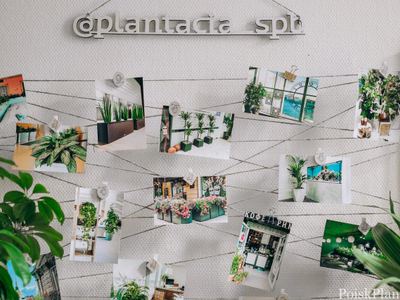 Plantacia