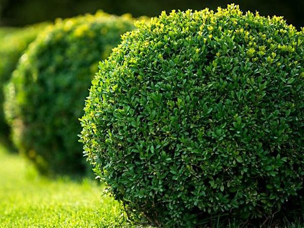 Самшит вечнозеленый Handsworthiensis