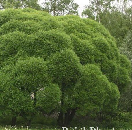 Ива ломкая Bullata