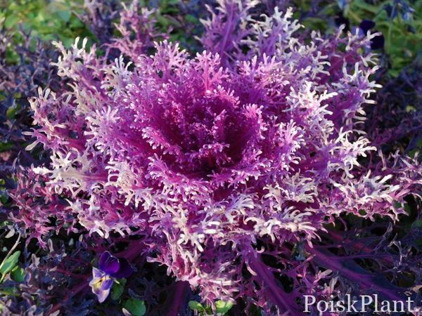Капуста декоративная Purple Peacock