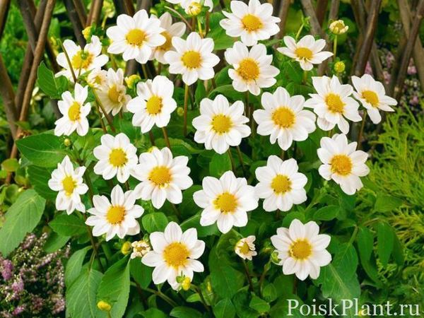 Георгина изменчивая Topmix White Bambino