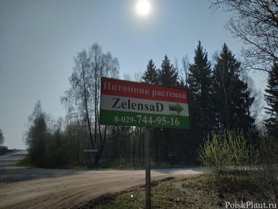 Zelensad