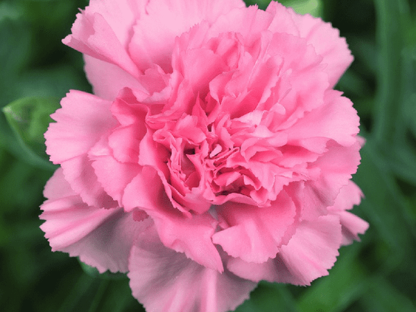 Гвоздика альвуди Dinamic Pink