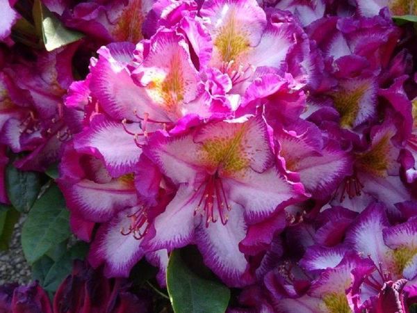 Рододендрон гибридный Happydendron Pushy Purple