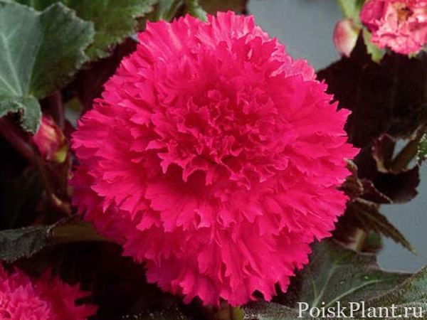 Бегония клубневая Fimbriata Pink